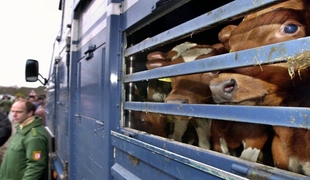 Перевозка скота и птицы в сельском хозяйстве: выбор транспорта